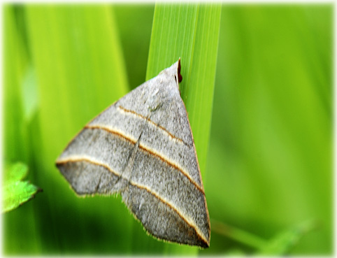 Colobochyla salicalis