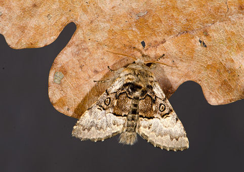 La Noctuelle du coudrier, Colosia coryli