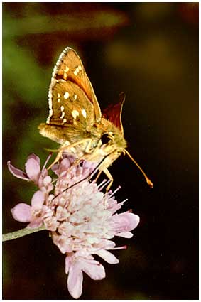 Hesperia comma