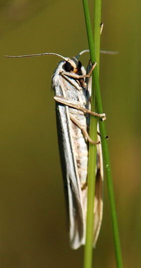 Pelosia muscerda