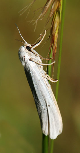 Pelosia muscerda