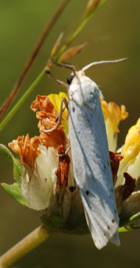 Pelosia muscerda