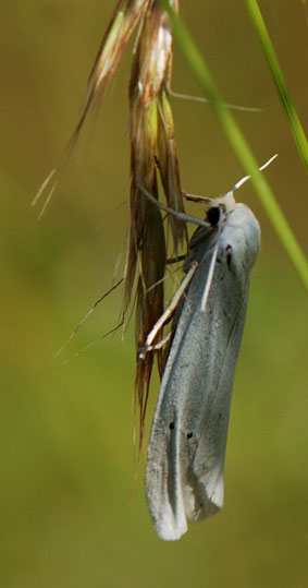 Pelosia muscerda