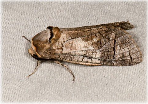 Cossus cossus