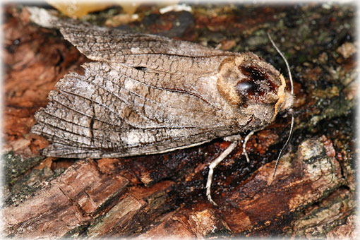 Cossus cossus