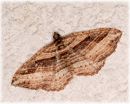 Costaconvexa polygrammata