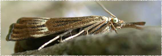 Crambus
