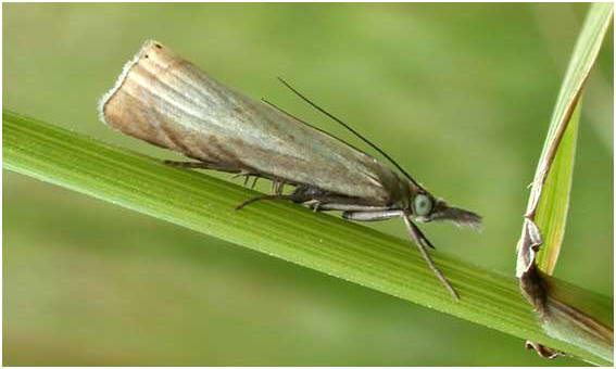 Crambus