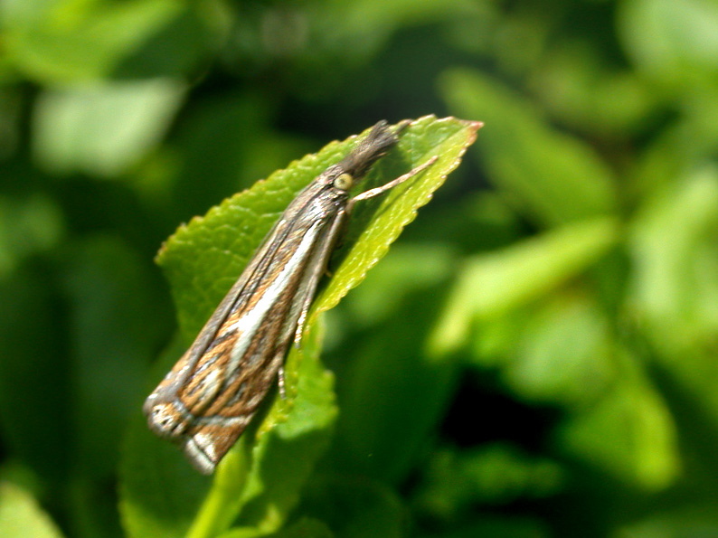 Crambus lathoniellus