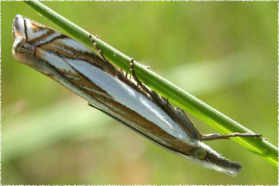 Crambus pascuellus