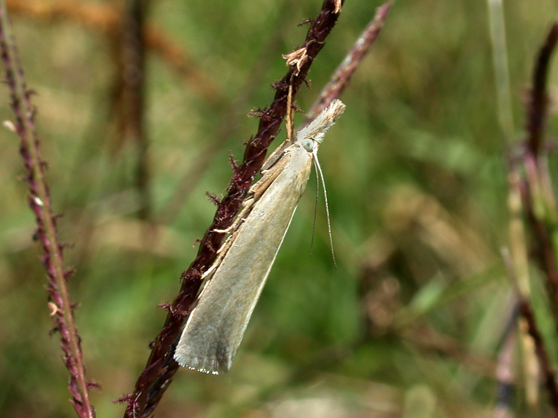 Crambus perlella