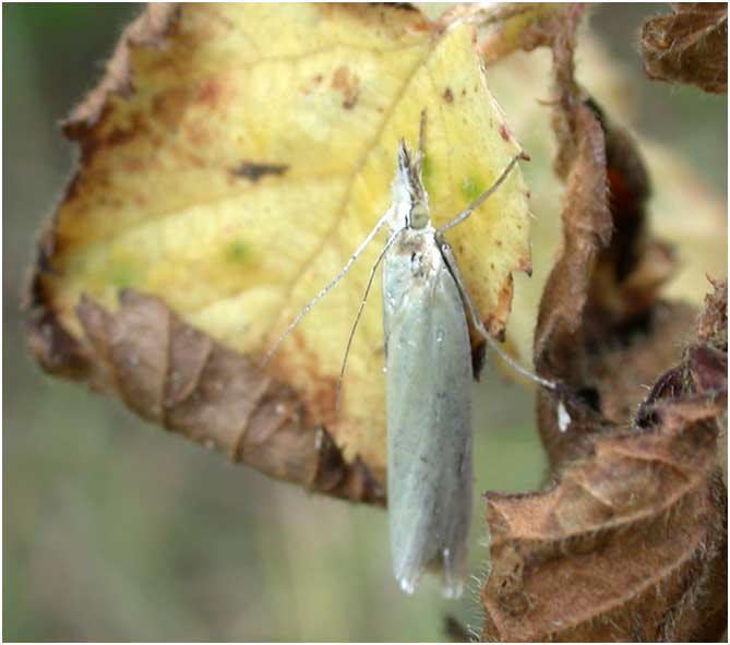 Crambus Perlella