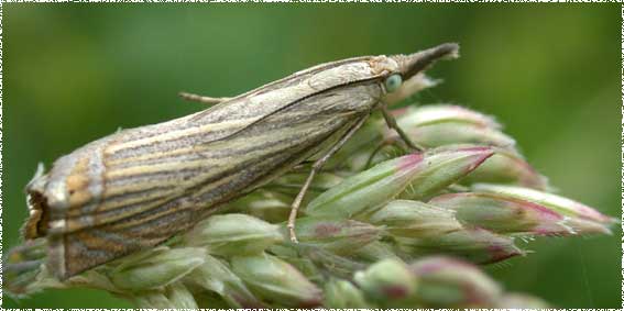Crambus