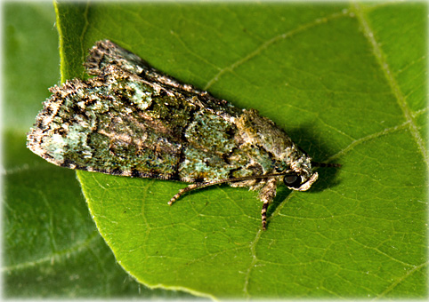 Cryphia alcae