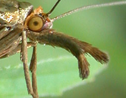 Chrysoteuchia linetella