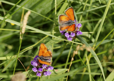  Heodes virgaureae = Lycaena virgaureae