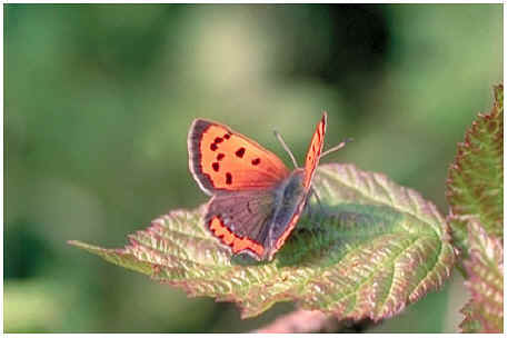 Lycaena phlaeas