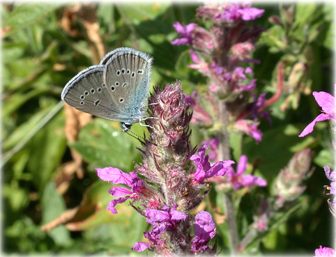 Cyaniris semiargus