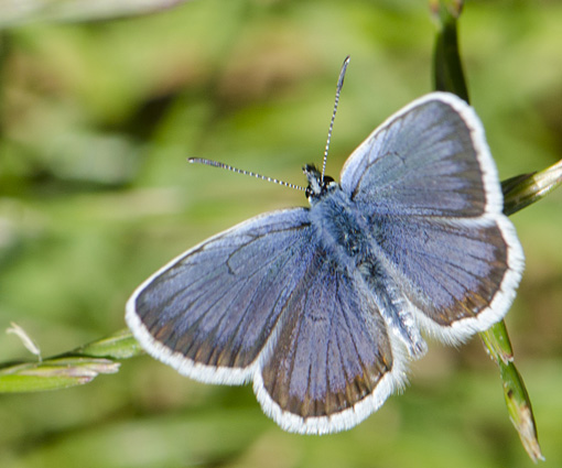 cyaniris-semiargus