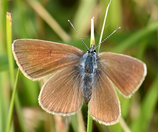 cyaniris-semiargus