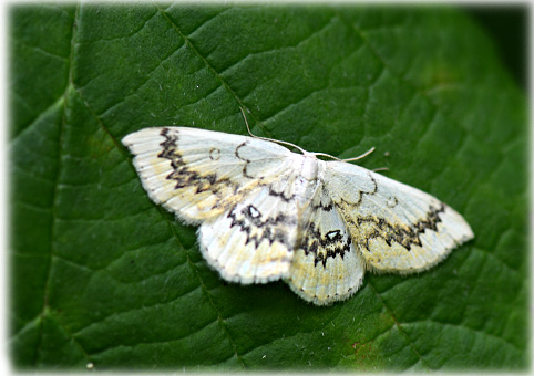 Cyclophora annularia