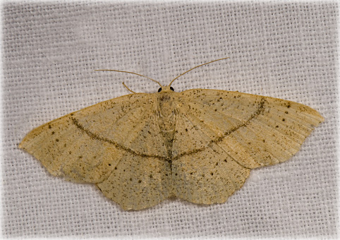 cyclophora linearia