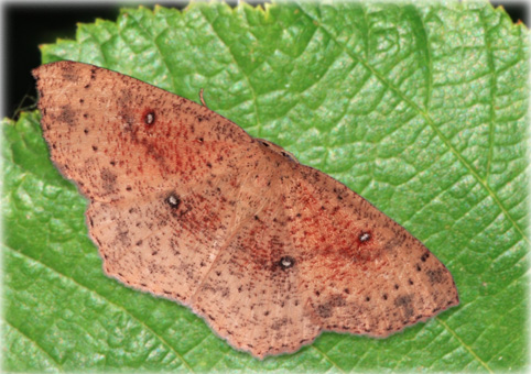 cyclophora porata