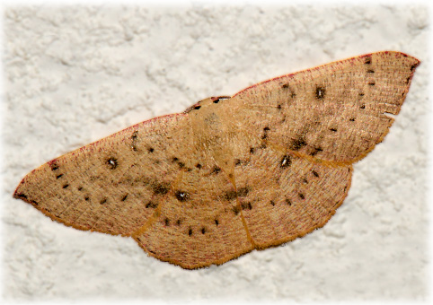 cyclophora porata