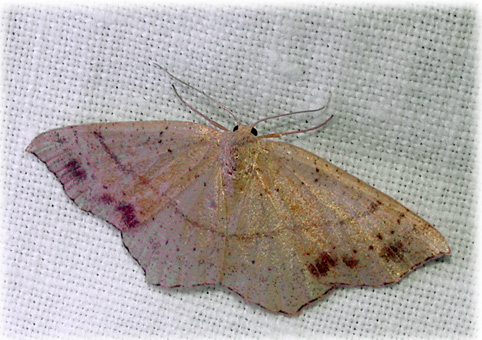 Cyclophora punctaria