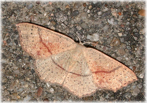 Cyclophora punctaria