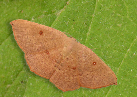 cyclophora-puppilaria