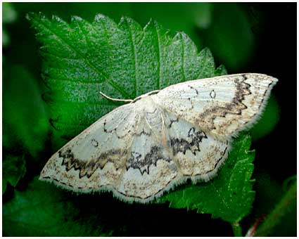 Cyclophora annulata