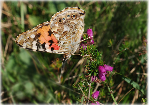 Cynthia cardui