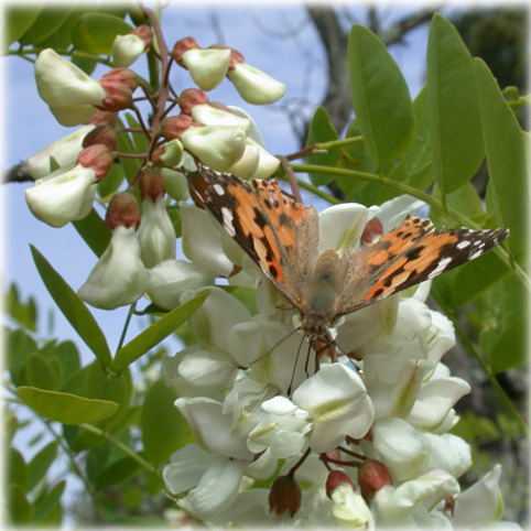 Cynthia cardui