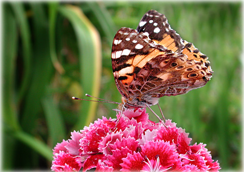 Belle-dame,Cynthia ou Vanessa cardui