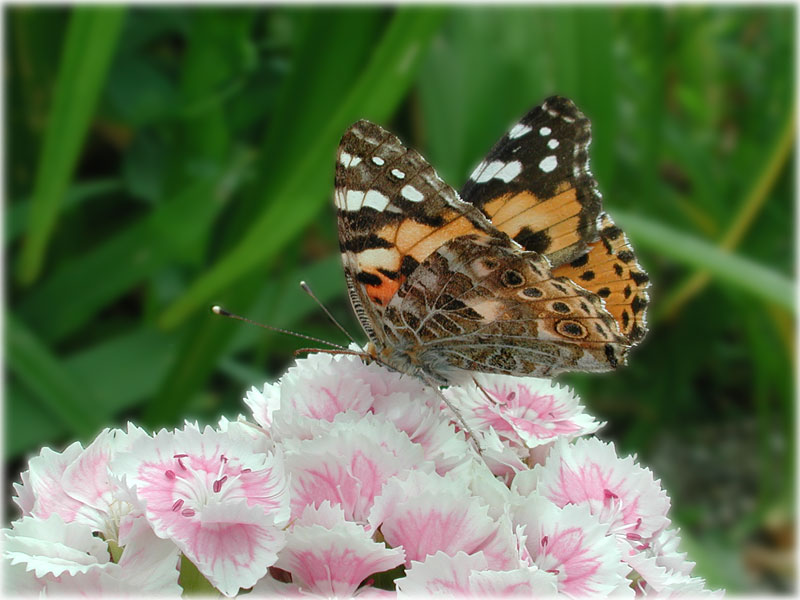 Belle-dame,Cynthia ou Vanessa cardui