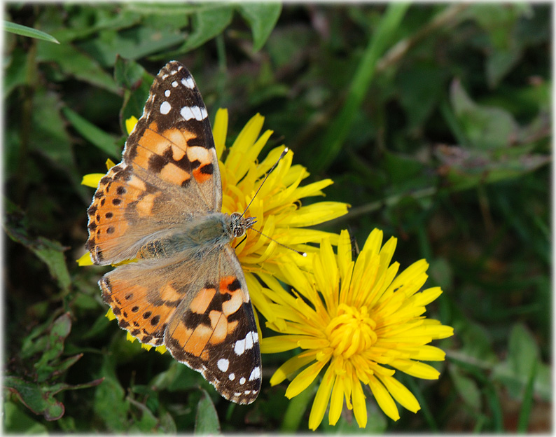 Belle Dame, Vanesse des chardons