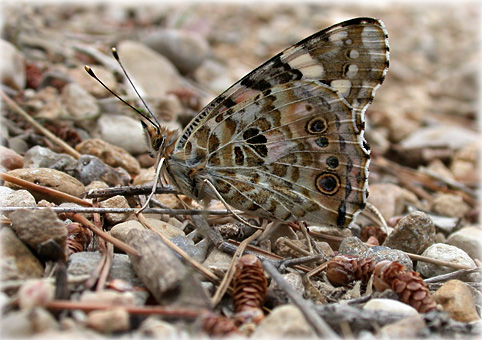 Belle-dame,Cynthia ou Vanessa cardui