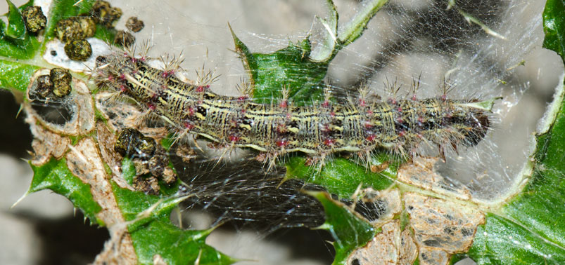 la chenille Cynthia cardui