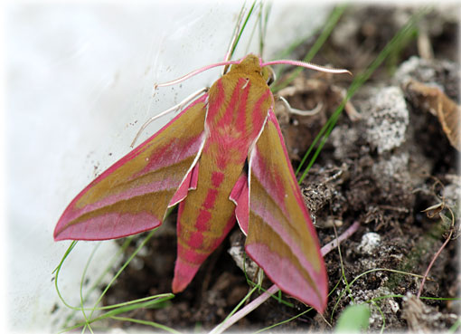 Deilephila elpenor