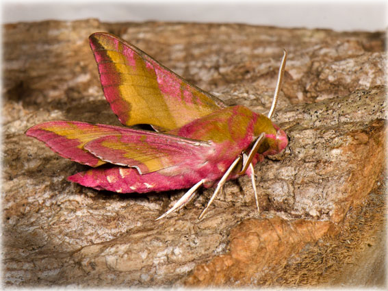 Deilephila porcellus