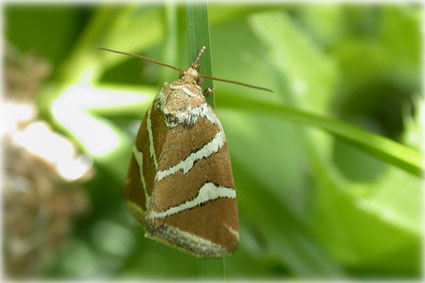Deltote bankiana