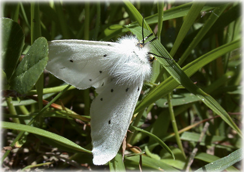 Diaphora mendica