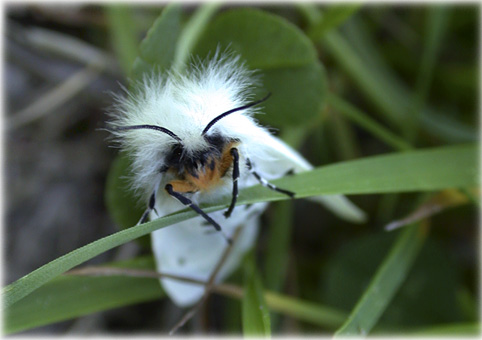 Diaphora mendica