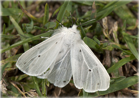 Diaphora mendica