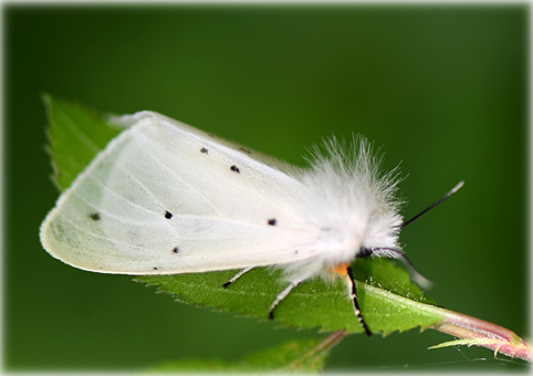 Diaphora mendica