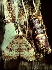 disparate,Porthetria dispar