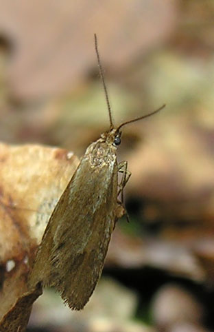 Diurnea lipsiella