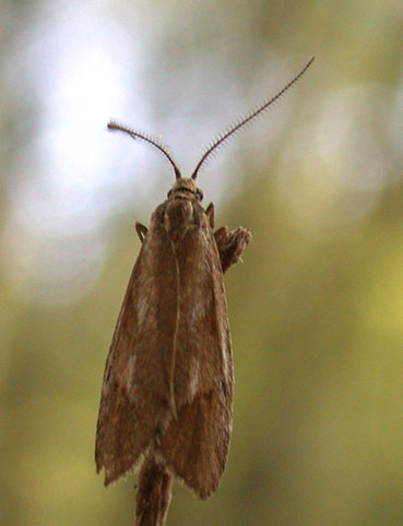 Diurnea lipsiella