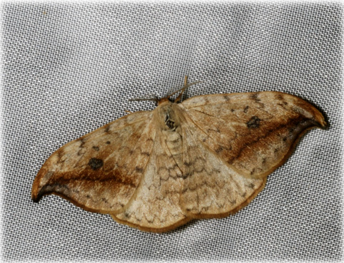 Drepana falcataria scotica